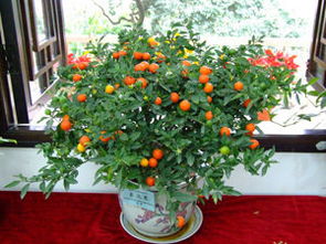 冬珊瑚盆栽果实,冬珊瑚盆栽种植方法