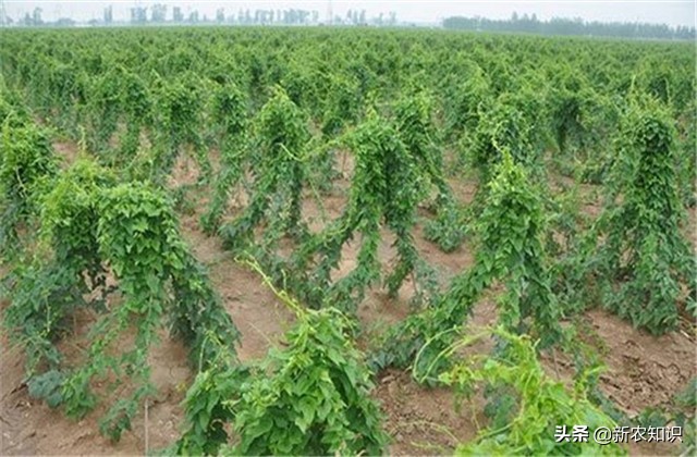 淮山高产施用微量元素方法,淮山高产优质栽培技术研究