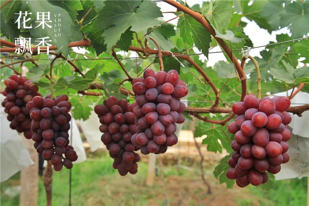 现在最好的葡萄新品种,最全的葡萄新品种解析