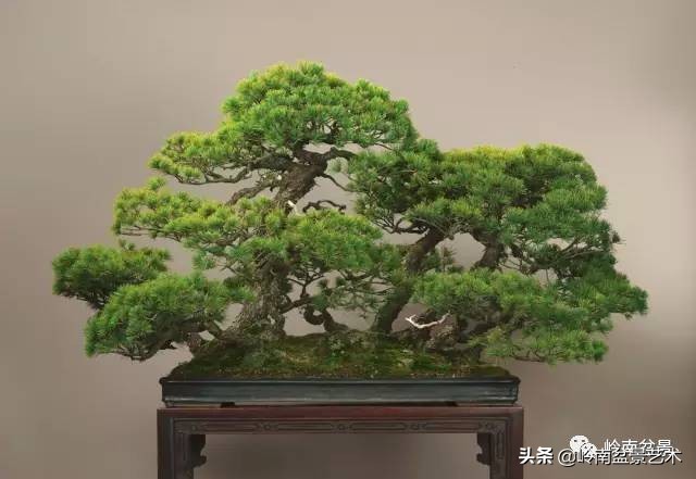 松树在水旱丛林盆景创作中的运用 (松树丛林盆景经典之作)