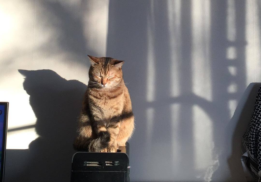 跟小猫玩逗猫棒的技巧,和猫玩逗猫棒玩多久