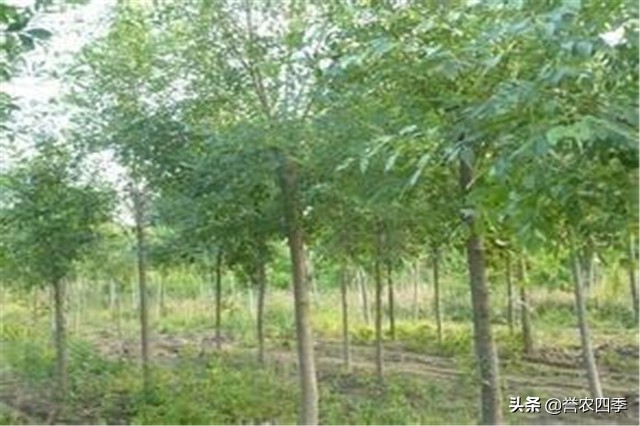 丛生白蜡栽植技术,兰州小叶白蜡种植