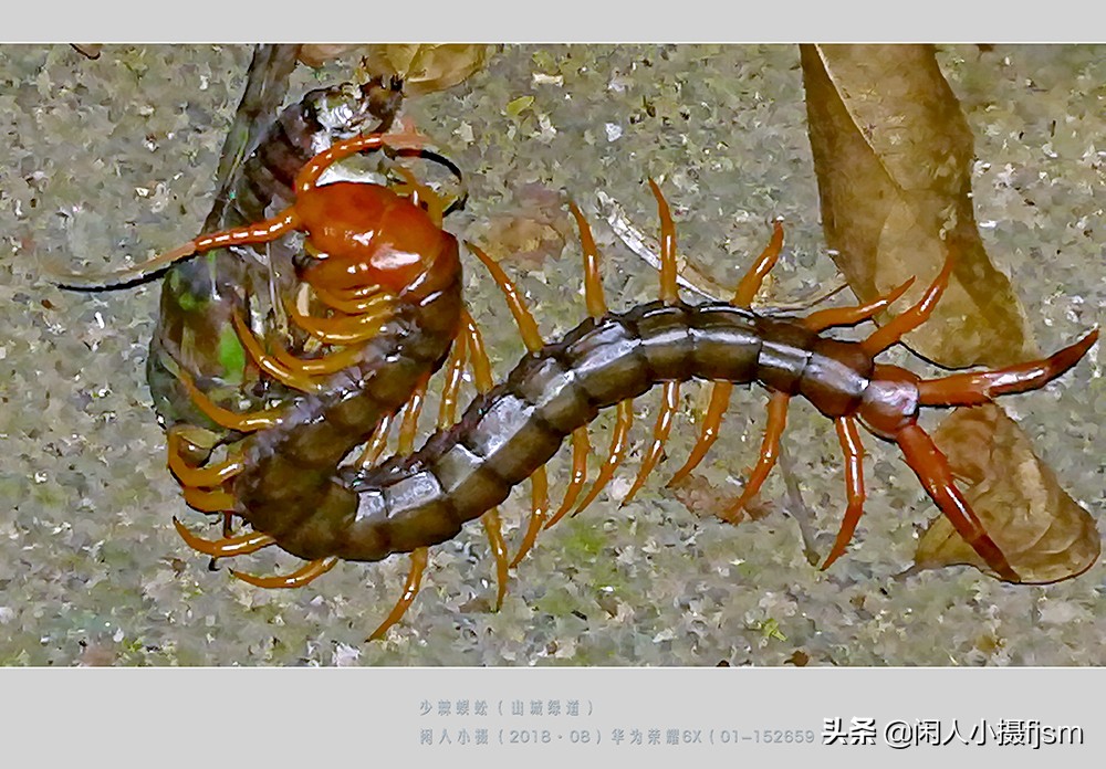 蜈蚣以毒攻毒的原理,蜈蚣的毒素到底有多强