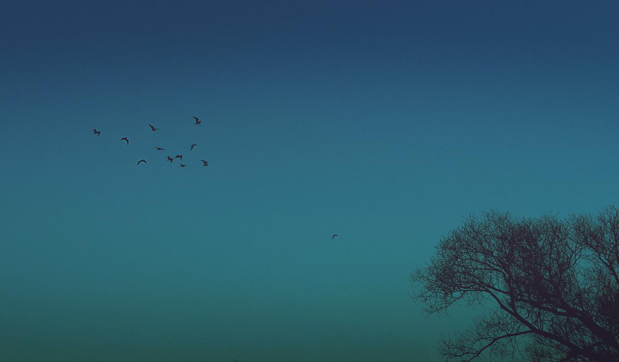 佳能最值得收藏的手动胶片相机,佳能微单入门级相机推荐