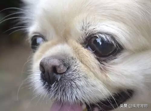 狗瘟狗鼻头干裂,狗鼻子一直干的是犬瘟