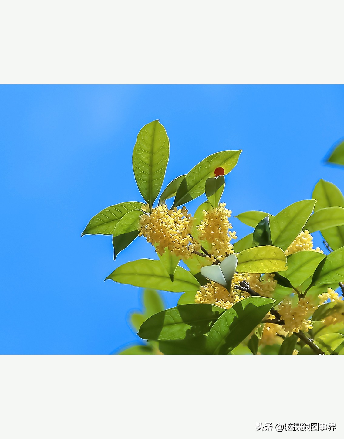 怎么拍摄好看的花和天空,如何拍出好看的天空树叶照