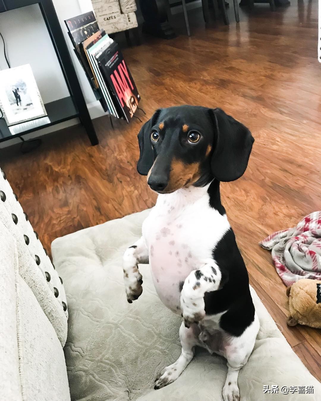 狗狗直立行走对它有什么危害吗,狗狗学站立对狗狗将来有多大危害