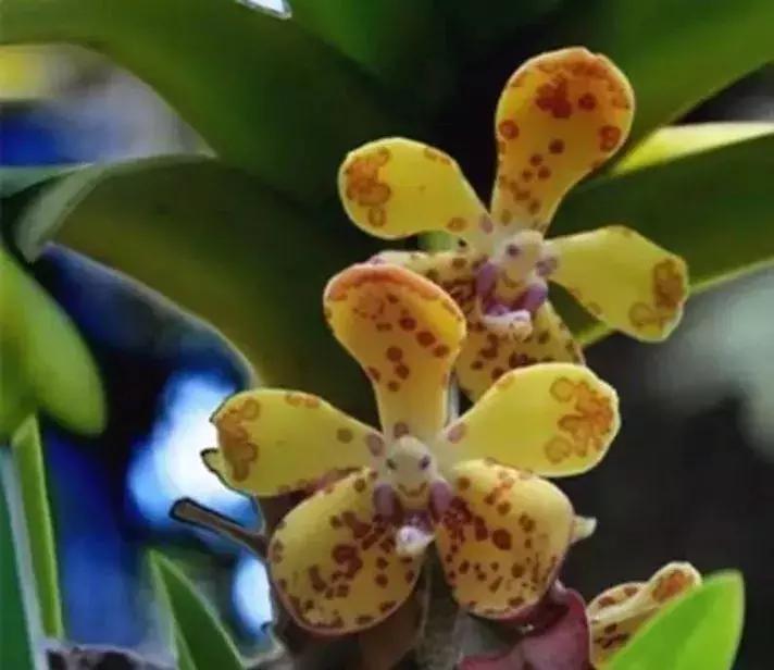 五种最具欣赏价值的兰花,欣赏史上最全的兰花