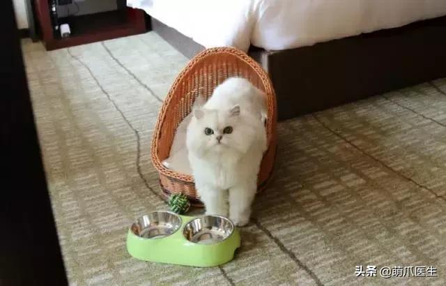 带宠物住宿酒店,带宠旅行酒店