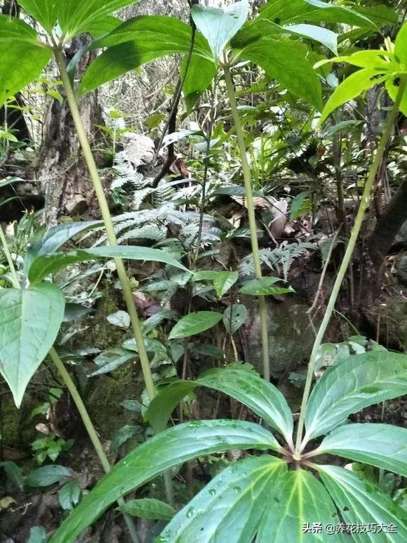 七叶一枝花民间传说,农村野生七叶一枝花