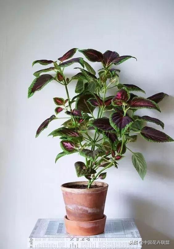 打翻了调色盘的花,打翻了调色盘的美景