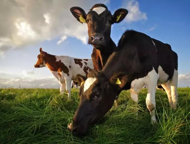 才刚刚以15亿澳币收购贝拉米，这就又豪掷6亿澳币收购狮子，这头牛简直太牛了