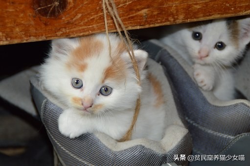 猫咪眼睛流泪是什么原因引起的,不哭不哭眼泪是珍珠什么梗