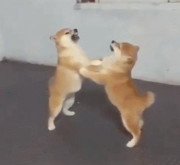 秋季狗狗发情高峰期，应该要注意什么？