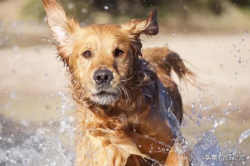 索尼alpha6000aps-c微单,索尼微单a6000黑色小框