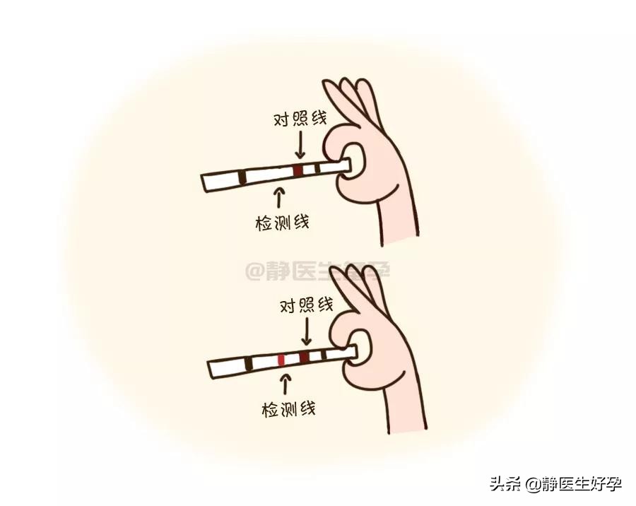 精子和卵子相遇有什么表现吗,精子多久与卵子相遇最好