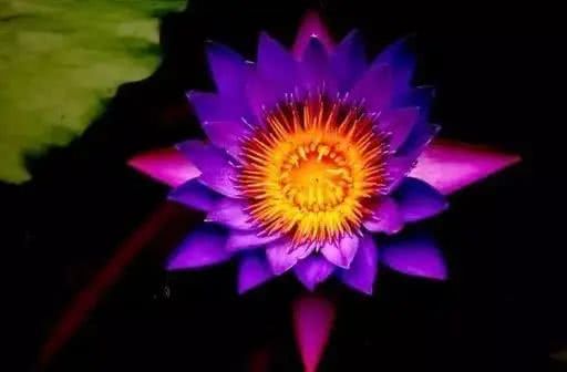 世界上十大鲜花排名图片,世界十大漂亮名贵花卉