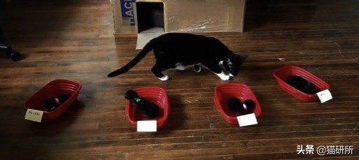 捡到的流浪小猫还能还给猫妈妈呢,从路边捡回来的小猫咪该怎么照顾