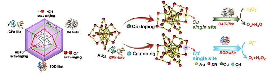 脑科学日报新突破,脑科学日报图