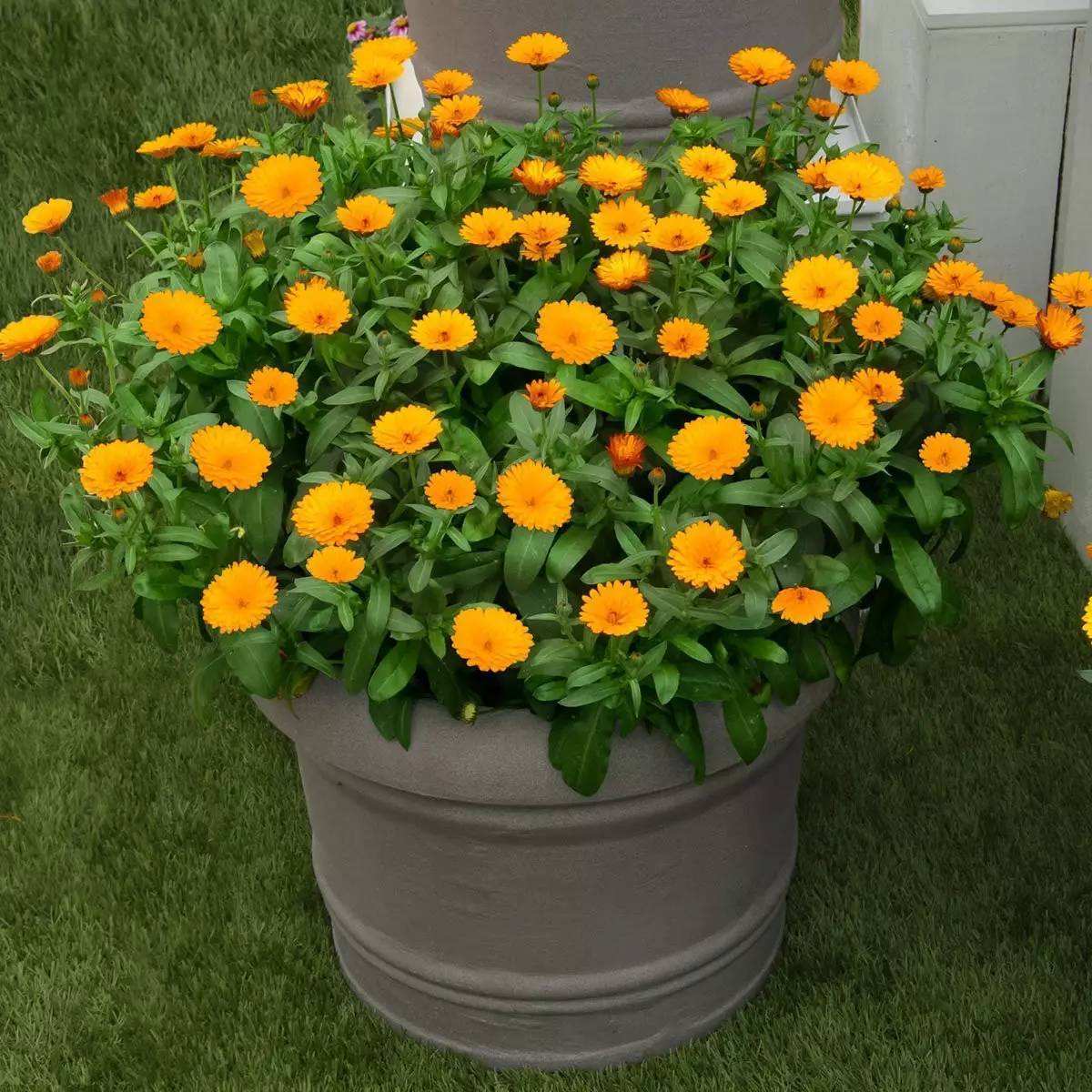 沙子养花好吗,养花土里用什么沙子好