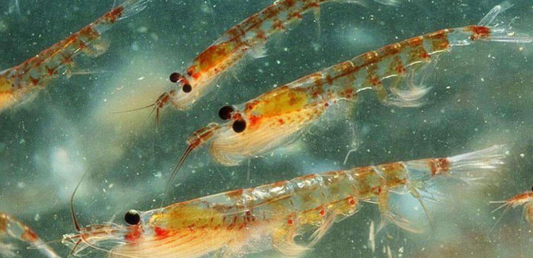 地球妈妈生病了故事,地球变暖冰川融化企鹅