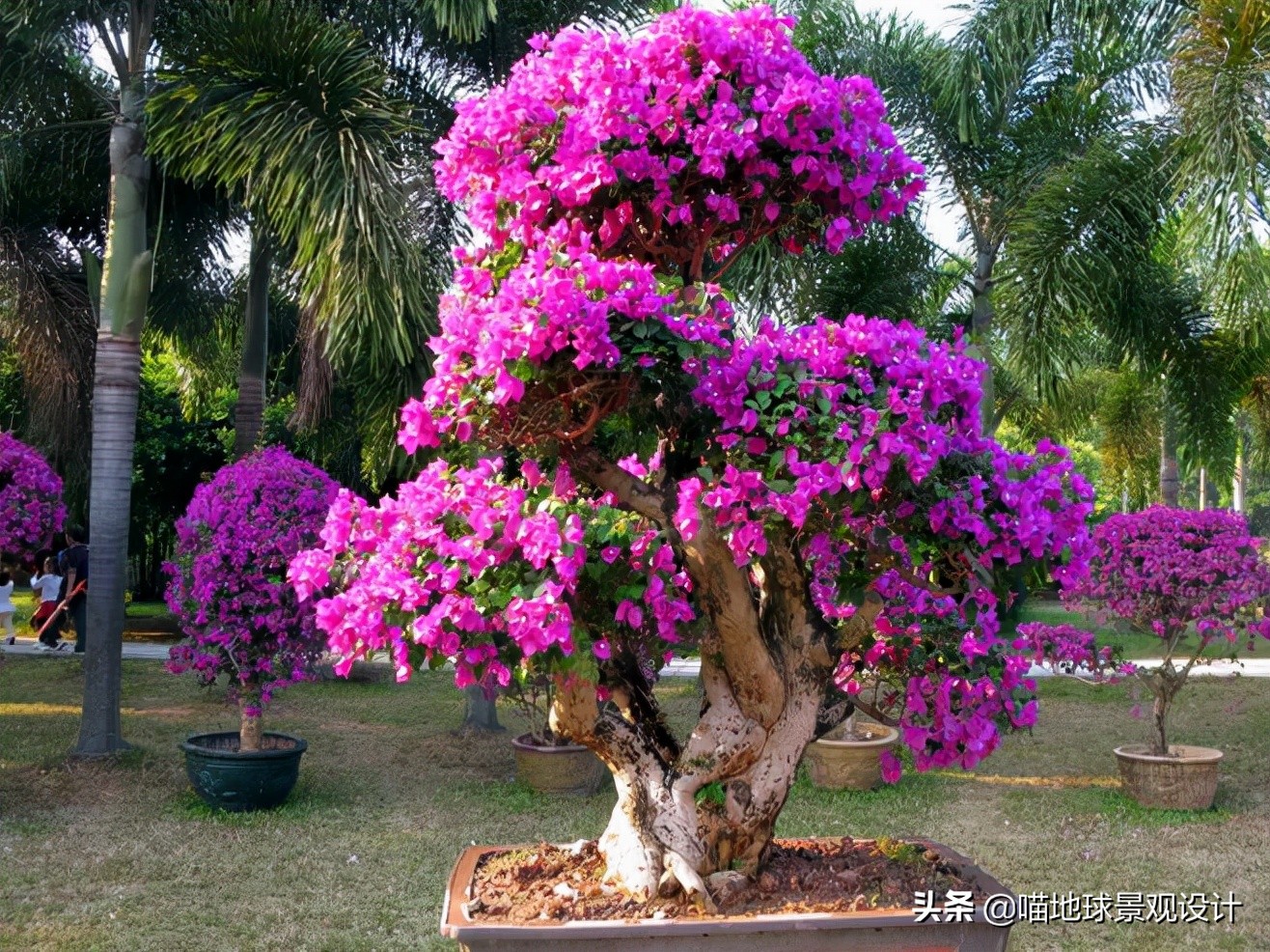庭院景观设计品种齐全,别墅庭院主景树推荐