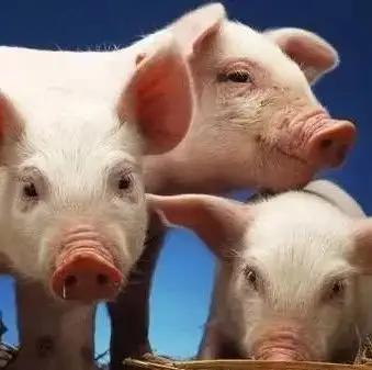 母猪产死胎怎么急救,母猪产死胎之后要怎么治疗