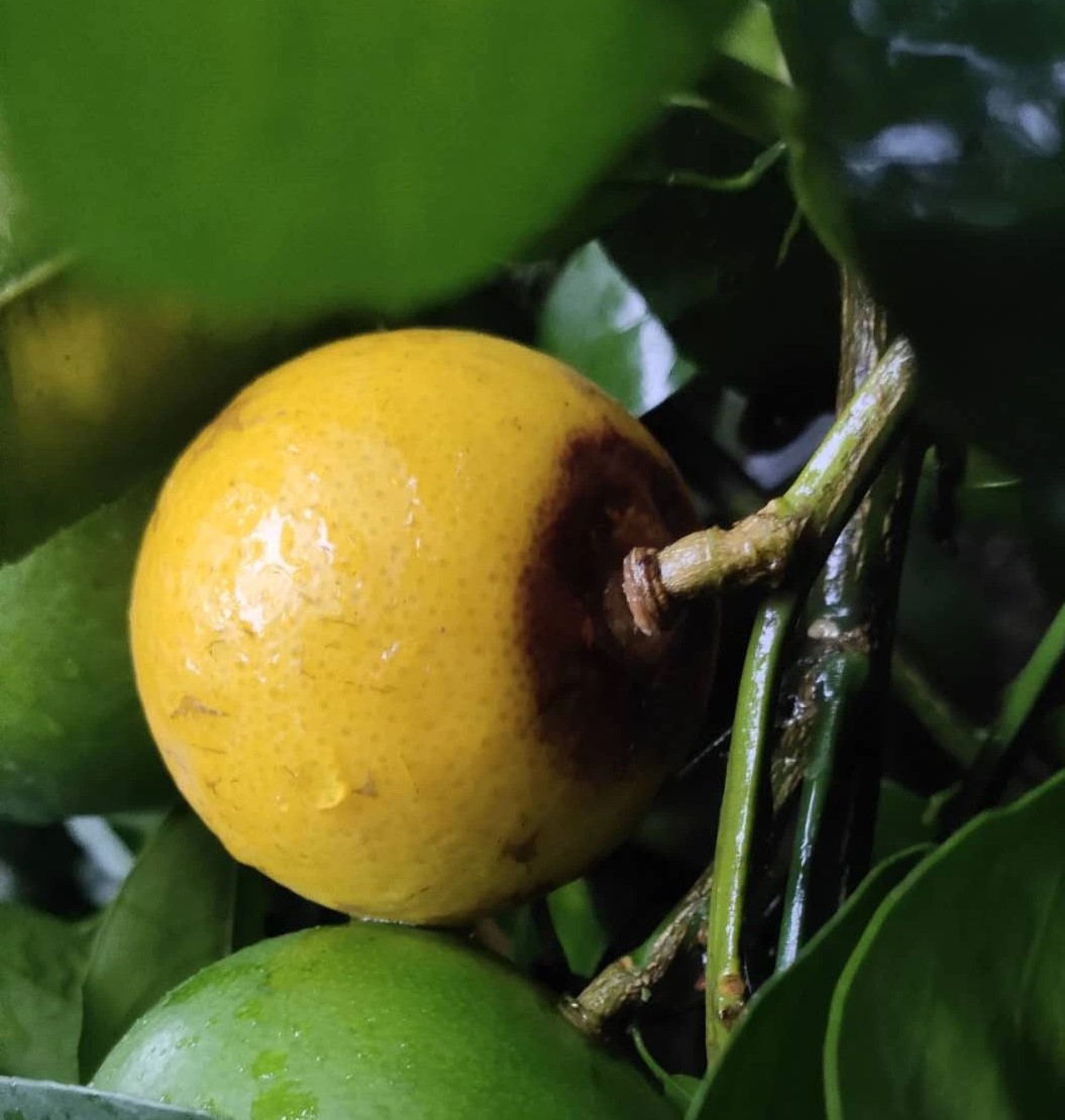 柑橘幼果落果严重是什么原因,柑橘落果急性炭疽病该用什么农药