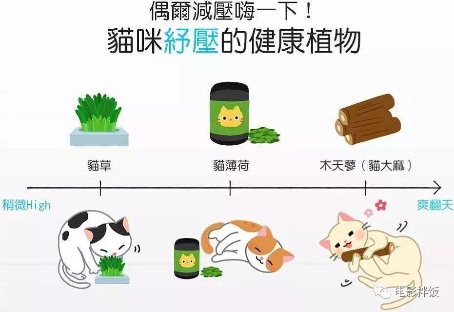 新手养猫养什么猫又便宜又好养,新手养猫第一天猫咪害怕怎么办