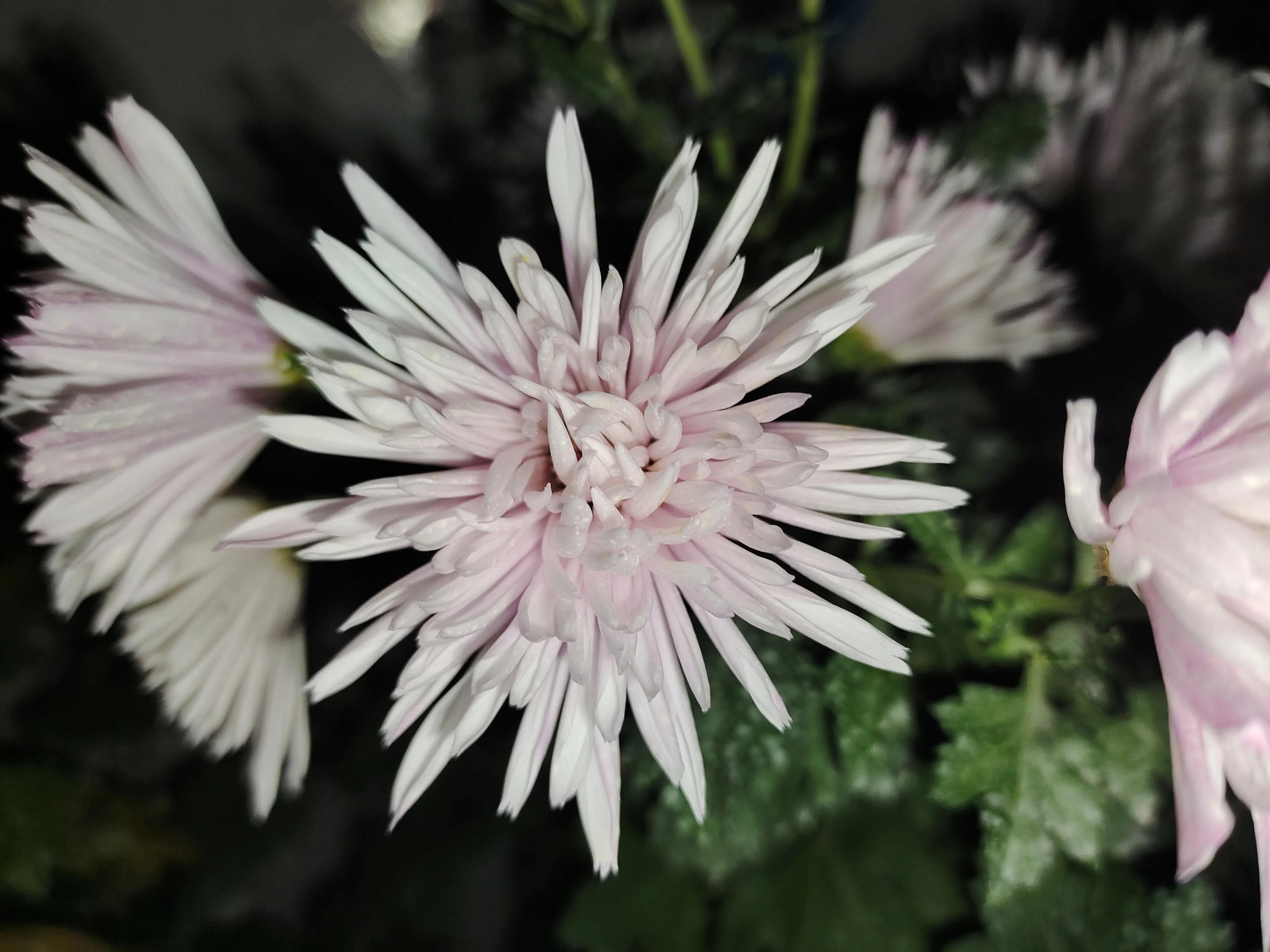 菊花苗怎样种植成活率高,拼多多上买的菊花种子是真的