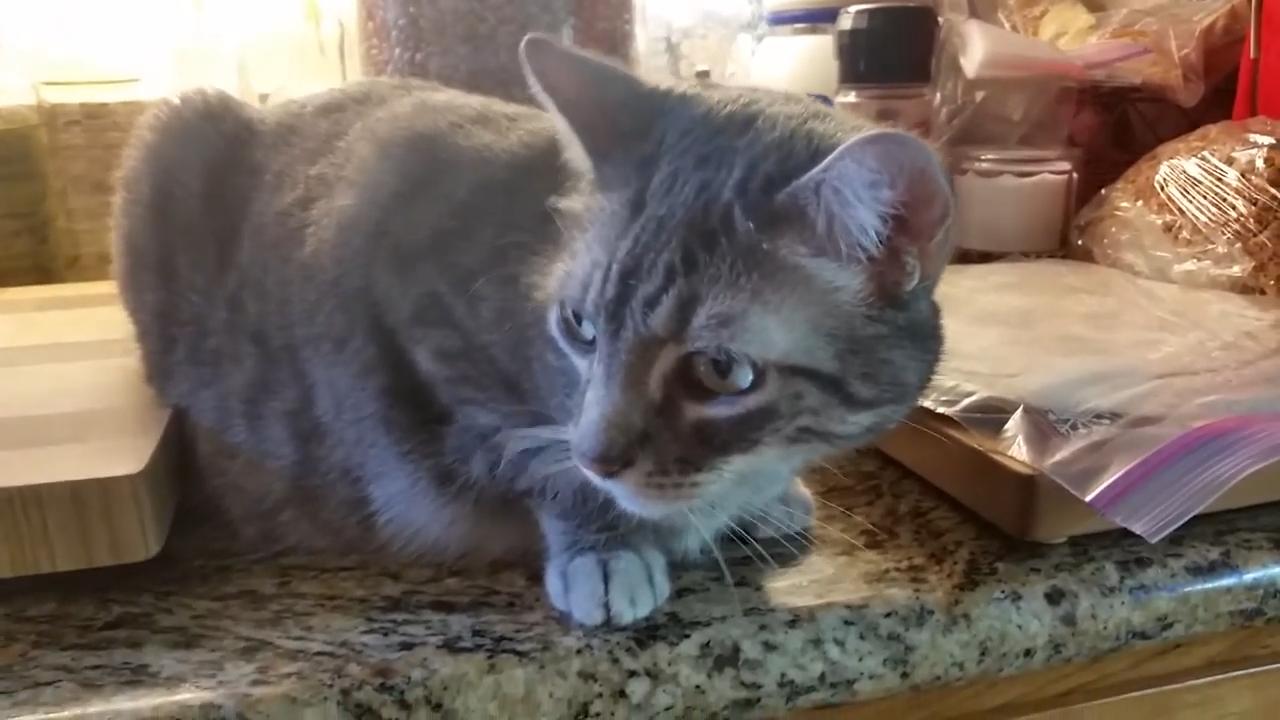 猫咪把塑料吃进肚子里怎么办,猫咪吃塑料袋子是什么原因