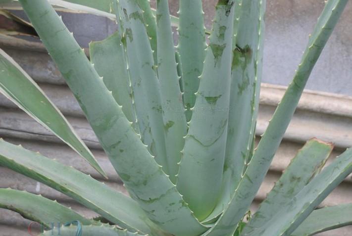 芦荟胶是碱性为什么可以消除痘印,芦荟胶真的可以治痘吗