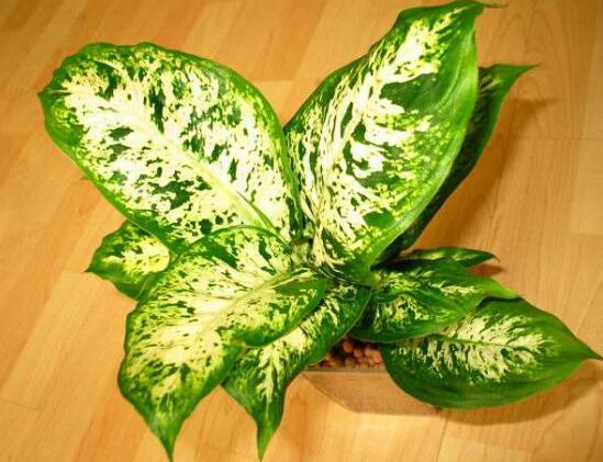 紫背万年青有没有药用价值,紫背万年青有毒吗