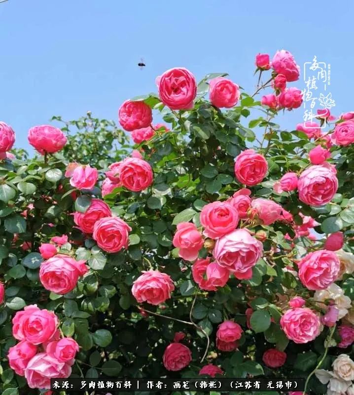 阳台多肉花园简直美翻了,适合男生养的多肉