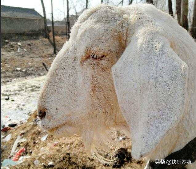 羊红眼病最快治疗方法,羊红眼病最佳防治方法