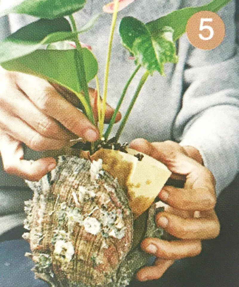 红心火鹤花盆栽,火鹤花盆栽