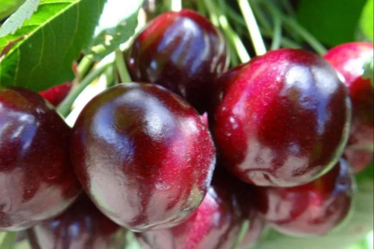 澳洲和智利车厘子区别,智利车厘子和车厘子有什么不一样