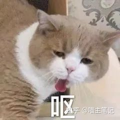 家中养猫的小伙伴，快来领取免费的猫屎咖啡