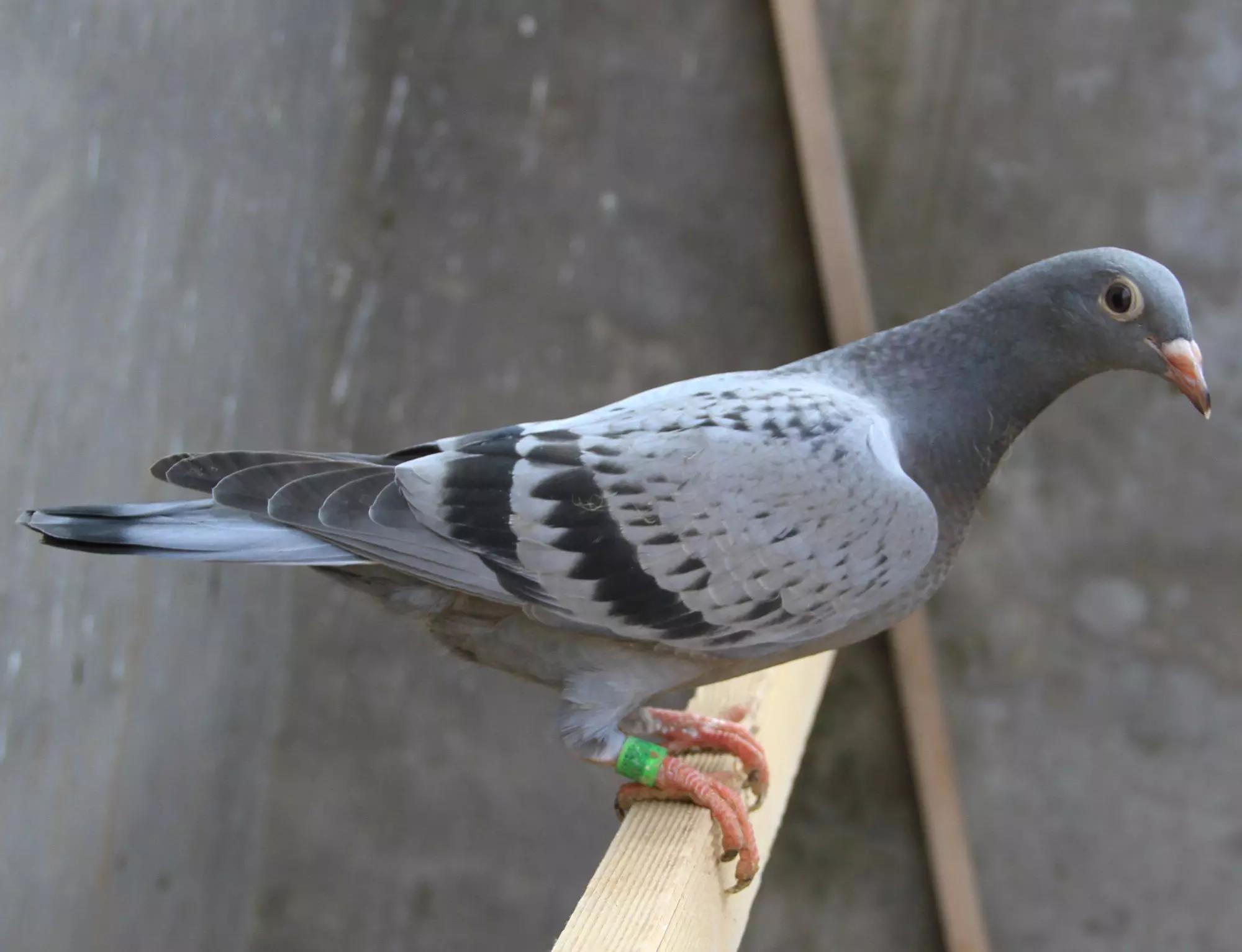 养鸽能赚钱吗怎么养,养鸽能赚钱吗