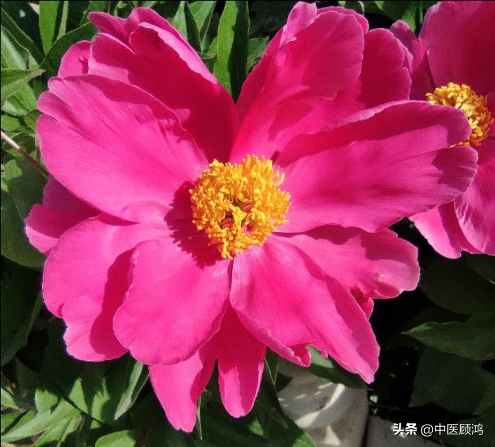 中医用石膏治什么病,伤寒论中石膏的应用