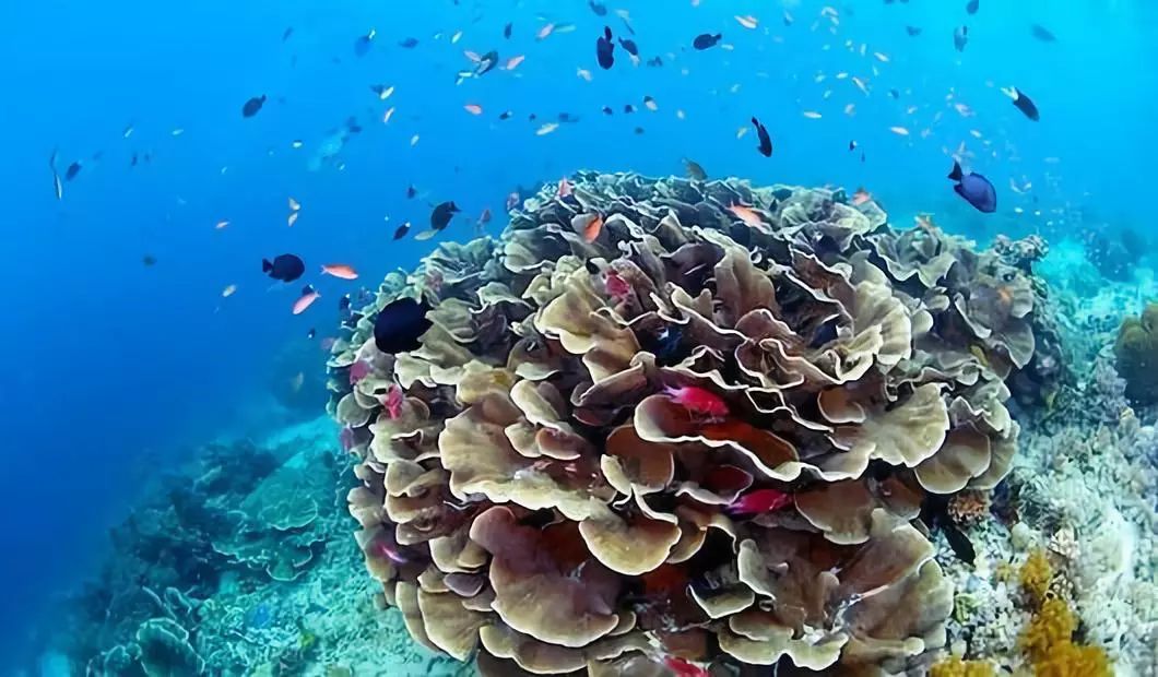 去马尔代夫玩哪个岛最值得推荐,去哪里旅游马尔代夫划算