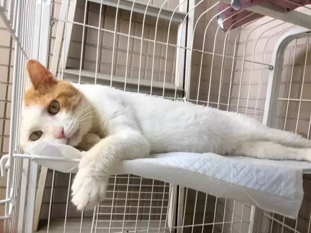 她救下一只得皮肤病脾气巨差的猫咪，花了两个月变身软萌美喵