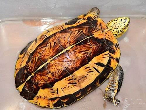 牢底坐穿系列,养一只就会坐牢,快看下你家有没有这些乌龟