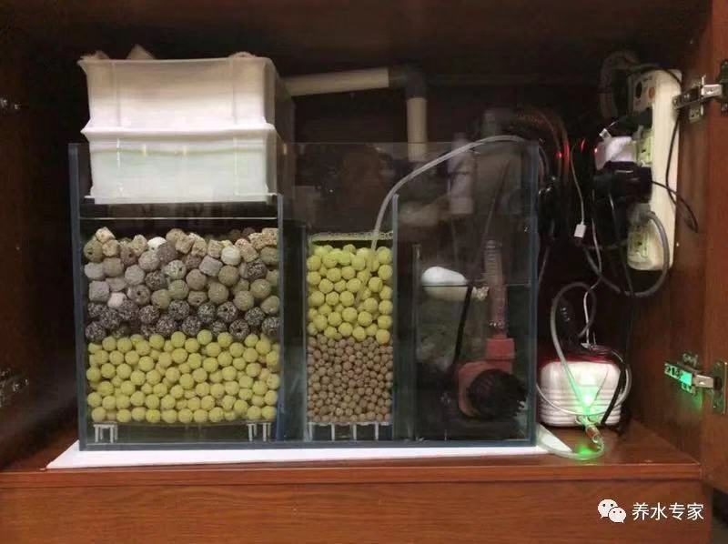 鱼缸养锦鲤鱼的方法和技巧,鱼缸新手养锦鲤鱼的正确方法