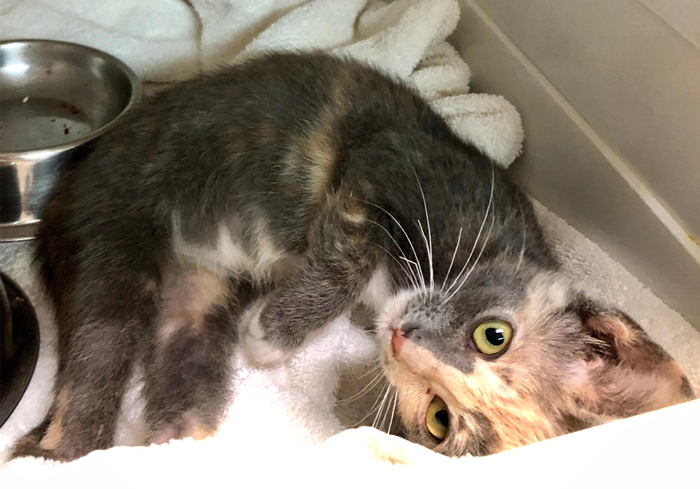 猫咪铲屎官必须知道的事情,猫咪肺部肿瘤症状及治疗方法