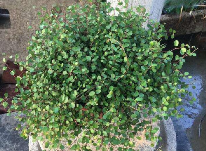 自己种一盆婚纱吊兰,开花白色小花,送女神心意足