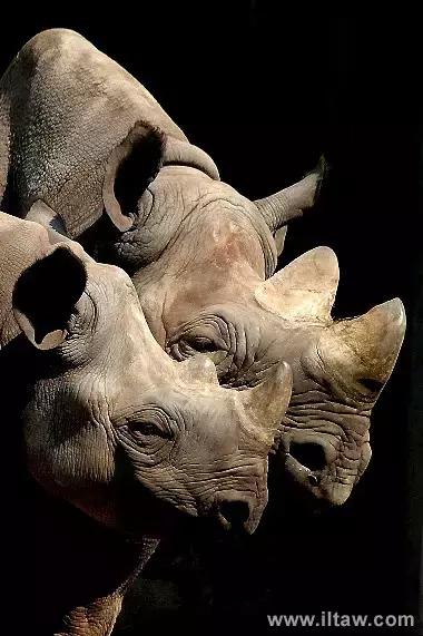 犀牛是否是牛科动物,动物大百科介绍之犀牛