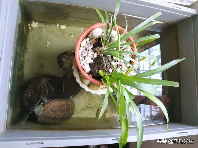 深水养龟乌龟浮上水面是否生病,养龟这六点不注意别怪龟死亡