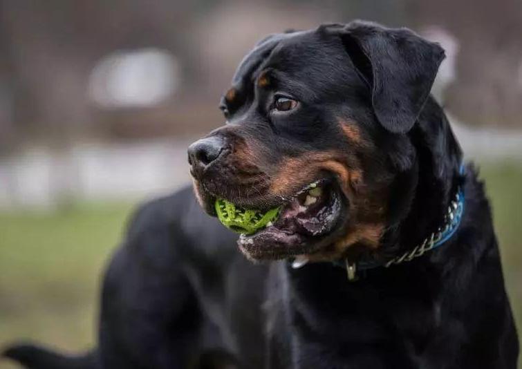 看家“首选”的6种狗狗，小偷看到了，都掉头走