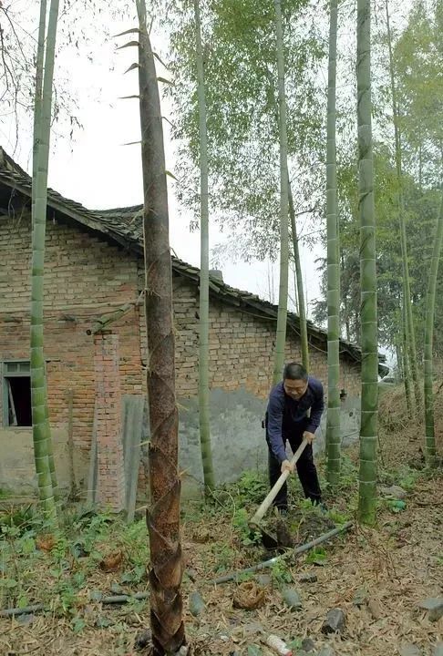 人间四月天恰逢春意浓,人间四月天暮春时节